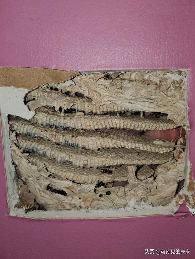 大自然的奇妙之处写话,大自然的奇妙之处作文350字