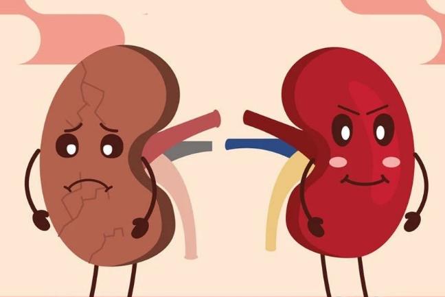 补肾食材选择哪些好呢男性,男人补肾益精的食物有哪些呢