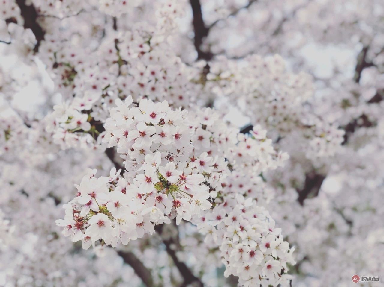 西安网红带来的启示,网红西安的介绍