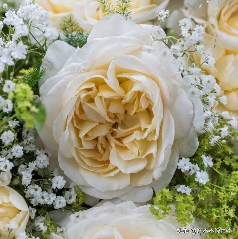 20款大花浓香的月季,好看好养四季开花的月季