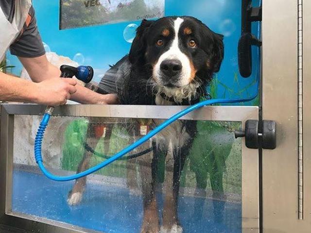 铲屎官给哈士奇洗澡,铲屎官们不能给猫咪做的事情