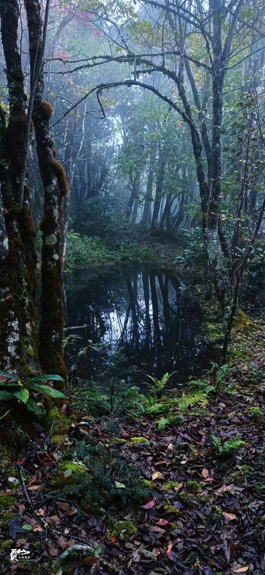 遇见怒江丨这是“我”手机镜头里的贡山风光