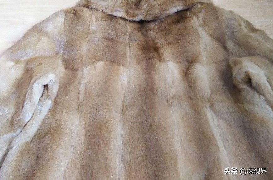 黄鼠狼为什么不能养,哪个地区人工饲养黄鼠狼