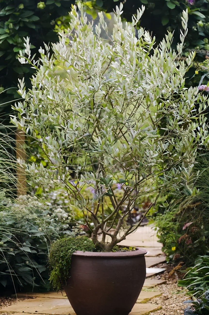 橄榄树盆栽哪个品种好,橄榄树什么时候栽最好