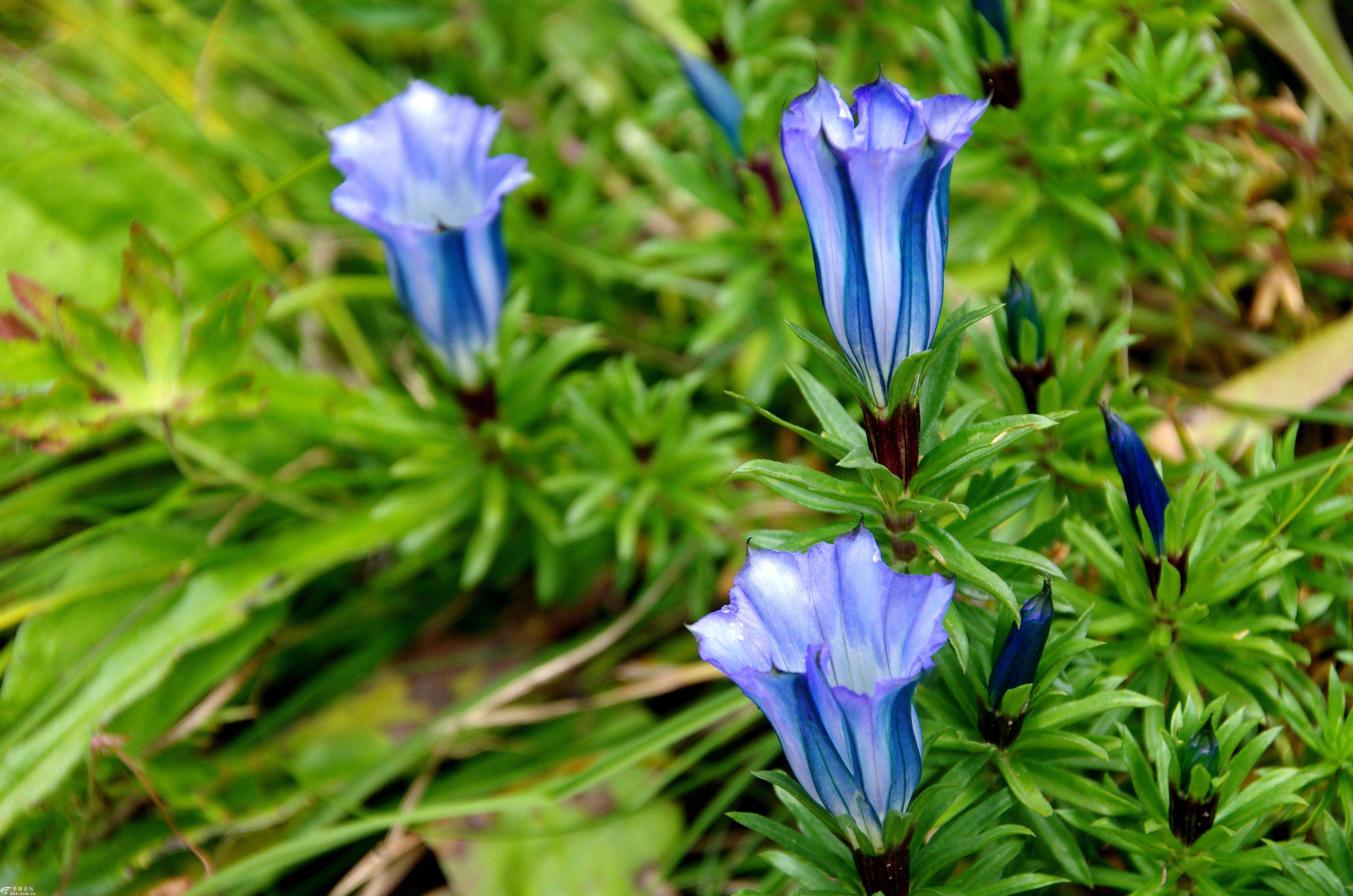 花语大全100种花的花语,100种象征着爱情的花的花语