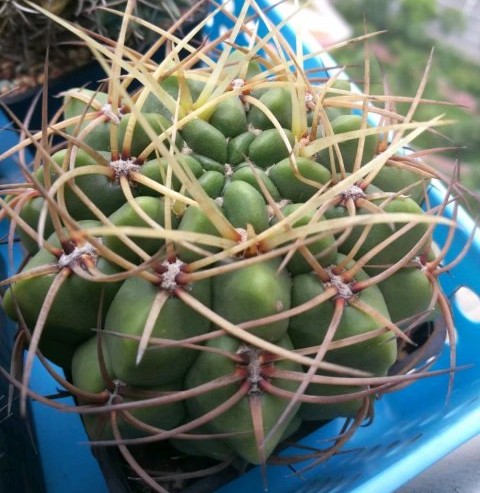 十个仙人球,最新30个仙人球品种