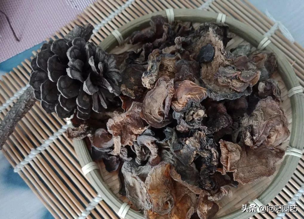 地上捡的木耳,黑木耳清肝明目