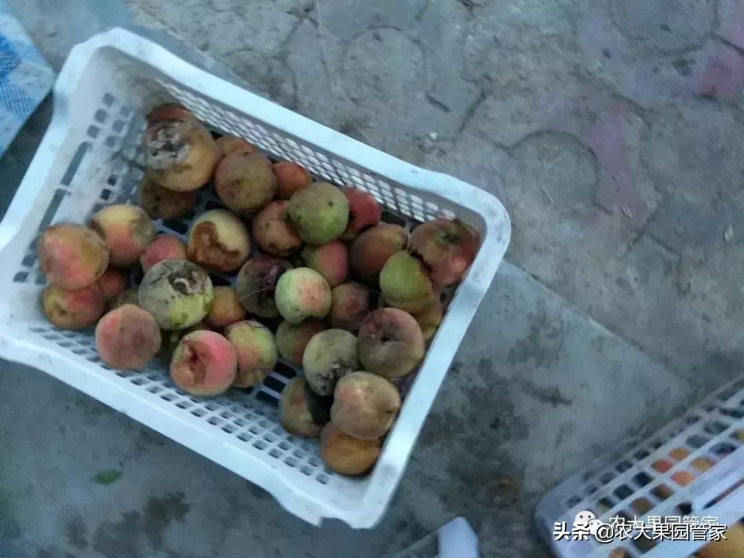 果实蝇对脐橙花有危害吗,果实蝇防治最有效方法