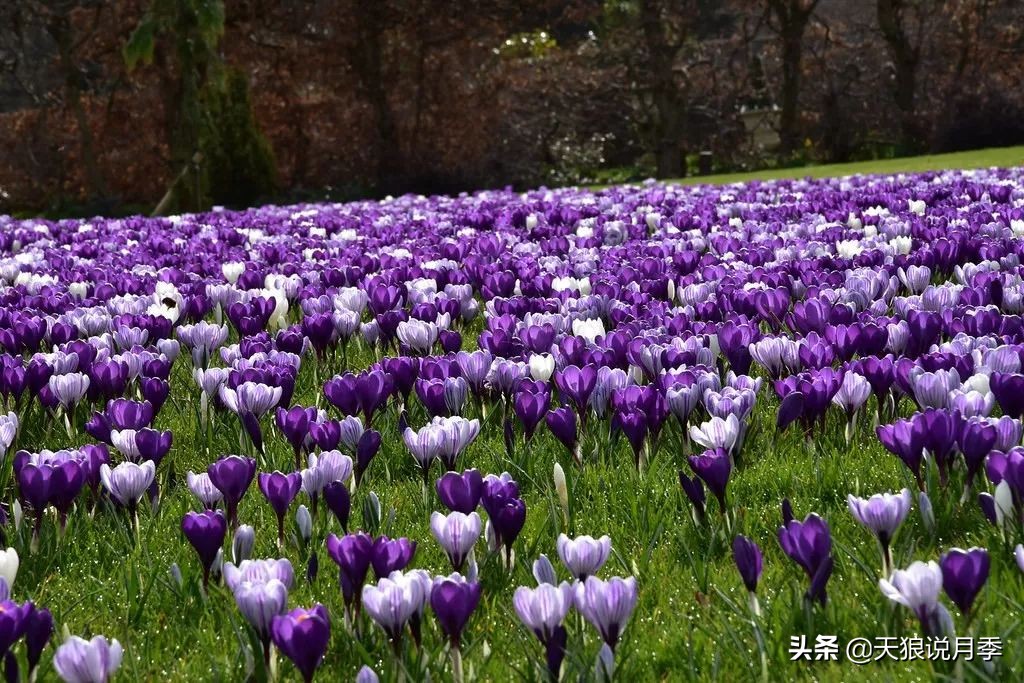 狼家球根怎么样,狼家球根上市了吗