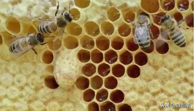 中蜂王台刚出能割蜜吗,中蜂王台需不需要割掉