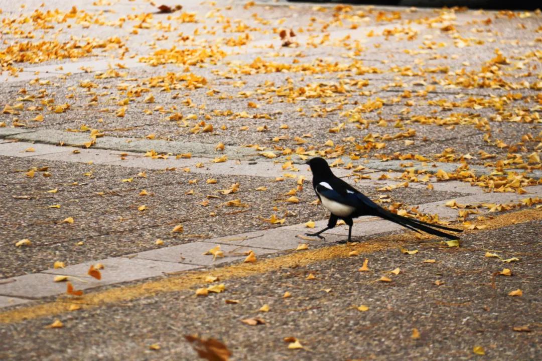 醉美大工秋|读书不觉已秋深，____________