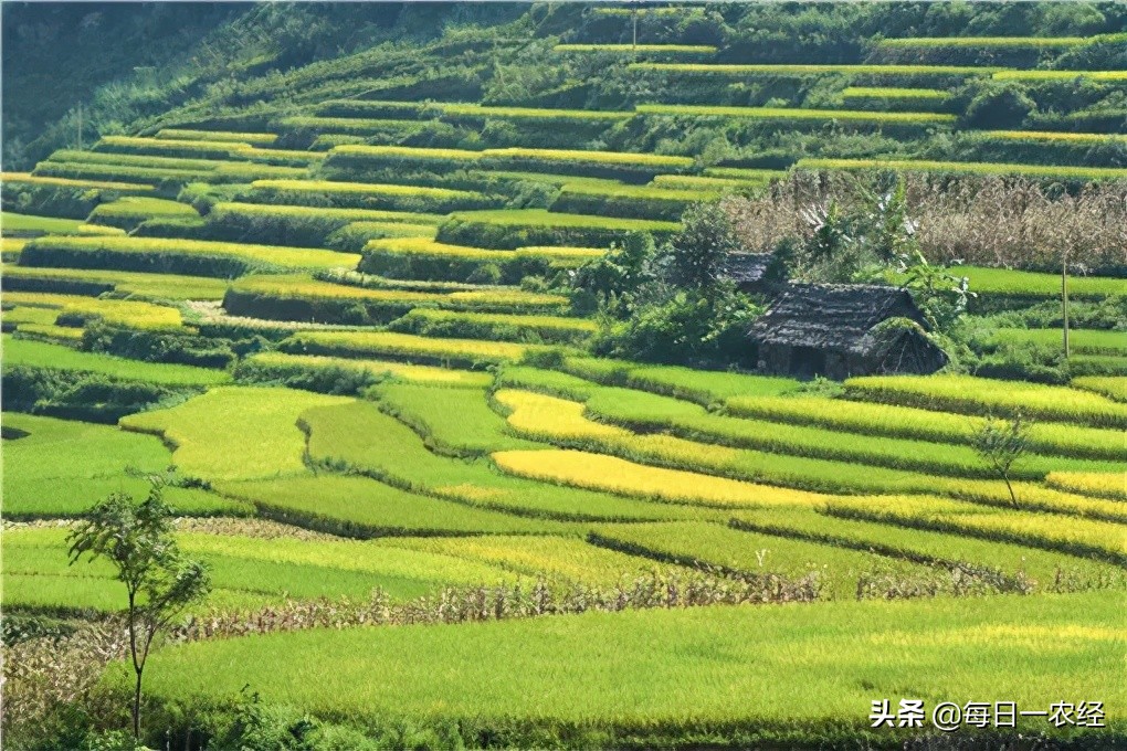 合作社补贴多还是家庭农场补贴多,农民专业合作社有什么补贴政策