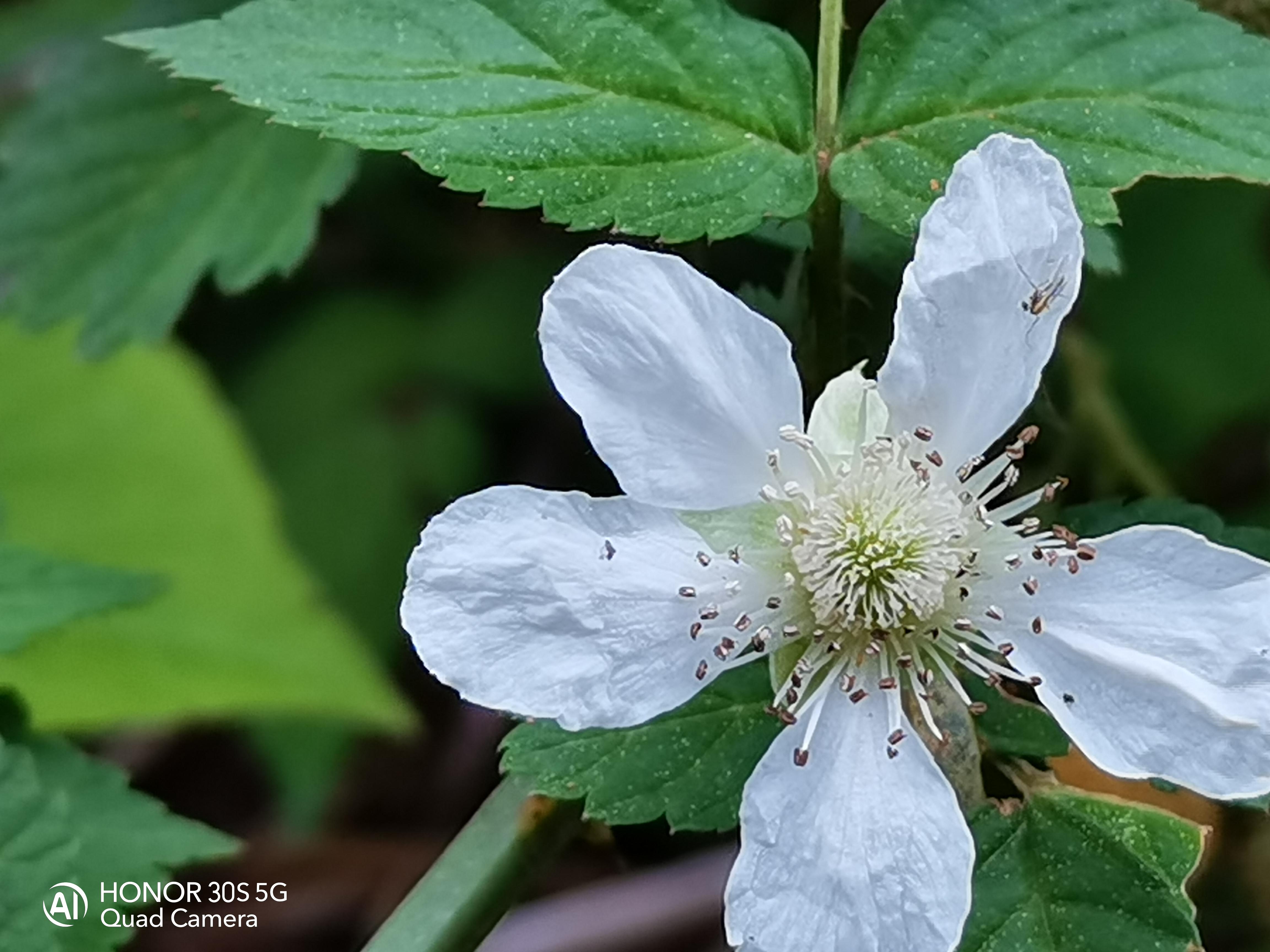 两千五块钱的荣耀手机性价比,两千以内5g荣耀系列手机推荐