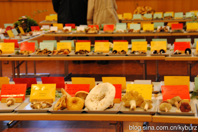 外国人有蘑菇吃吗,外国人吃中国蘑菇