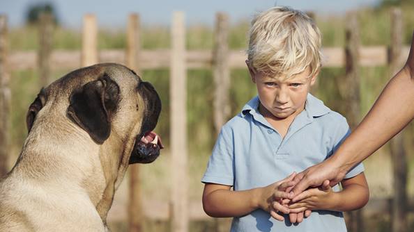 毛茸茸的小狗狗是不是很可爱呢,毛茸茸的狗很大个
