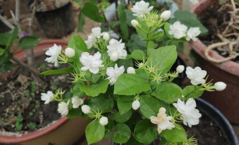 如何养好茉莉花的香味,如何养好茉莉花不烂根