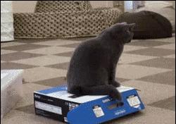 英国短蓝猫好养吗,千万别养蓝猫