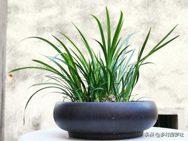 养好兰花注意这几点,养好兰花诀窍