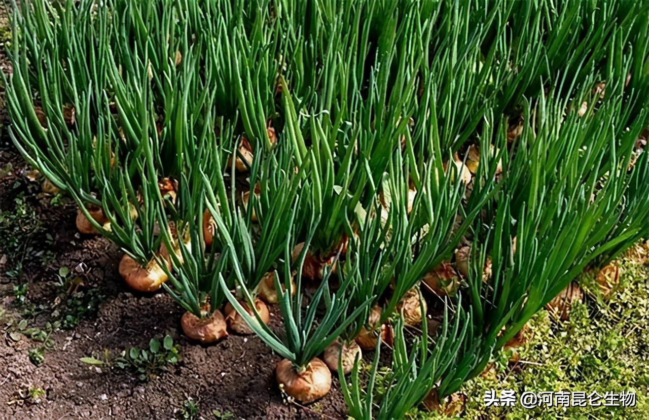 洋葱烂根黄叶怎么治,洋葱枯萎病