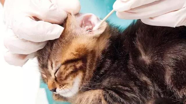 猫耳朵里有黑色脏东西是猫癣吗,猫耳朵里有黑黑的东西就是耳螨吗