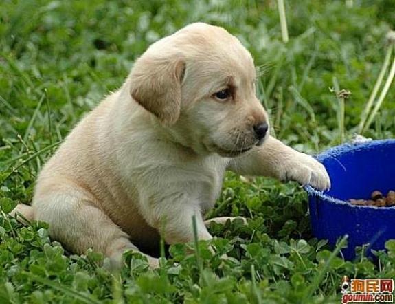 狗狗大全,送给喜欢狗的人）