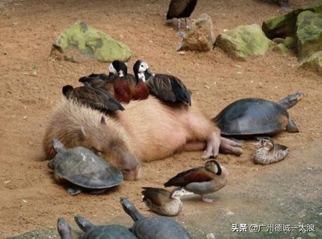 世界上十大很少见到的动物,世界上最受欢迎的动物排行榜