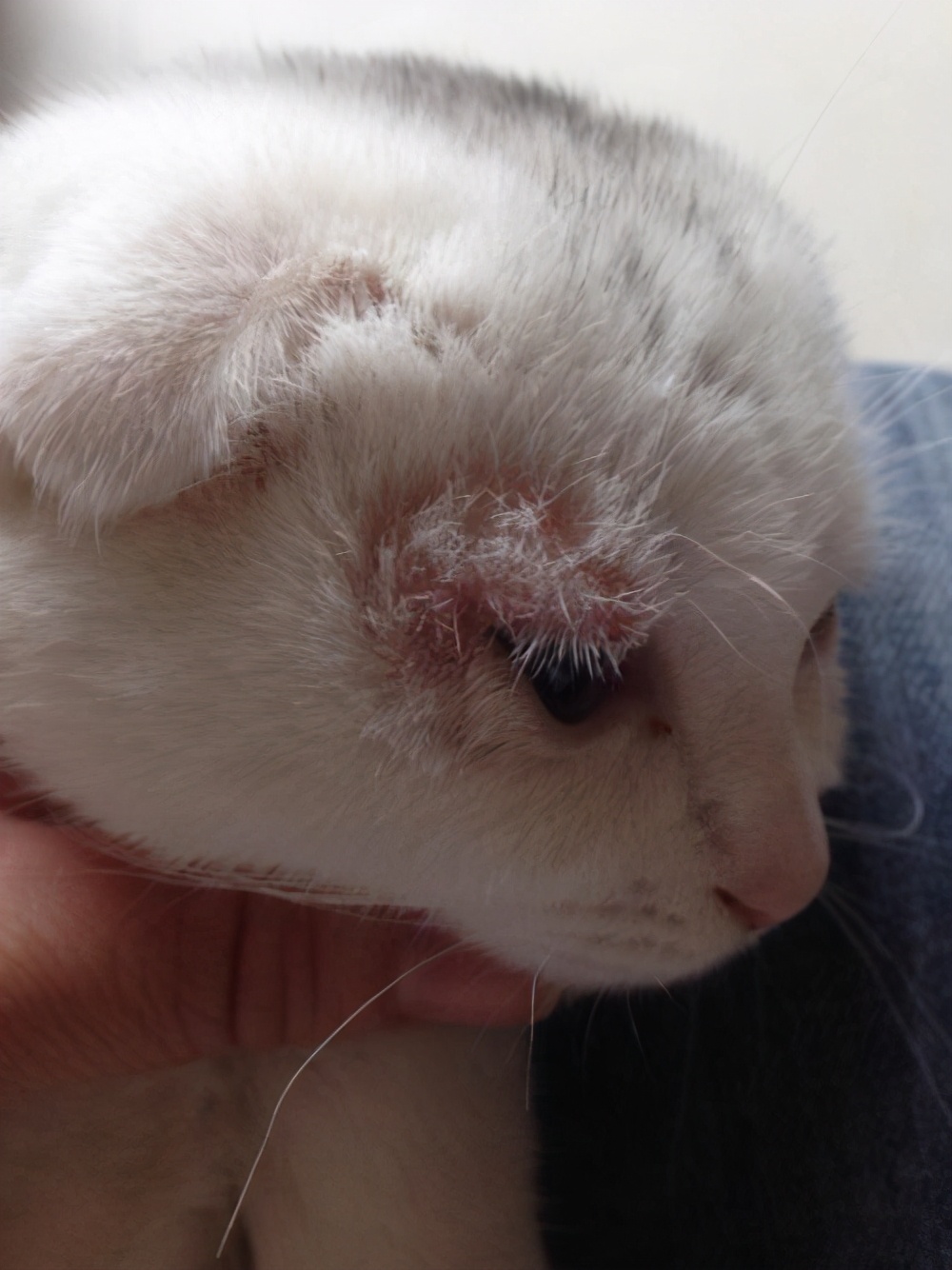 猫咪得了猫癣怎么治最有效,猫咪得了猫癣没有药怎么办