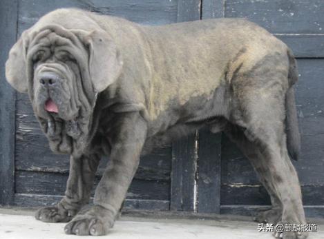 金毛禁养犬名单曲靖,曲靖麒麟区城区养犬标准规定