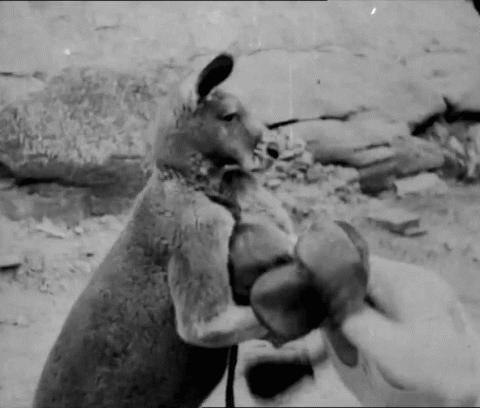 武学宗师陈鹤皋,疯癫的大师陈鹤皋