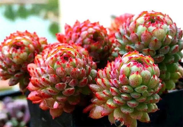 多肉小绿植怎么养,多肉植物小精灵怎么养