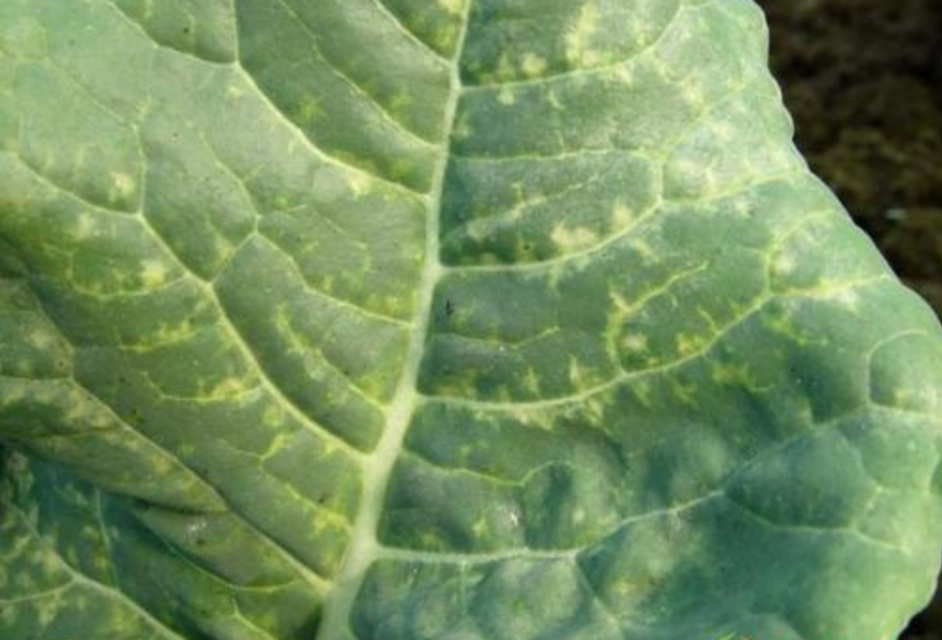 花菜不结球,花菜结球了还要施肥吗