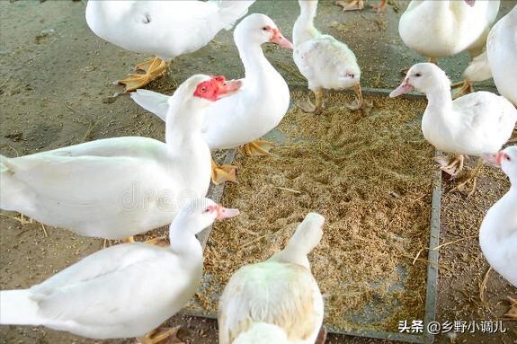 鸭子怎样喂才会产蛋多,鸭子吃什么能快速下蛋
