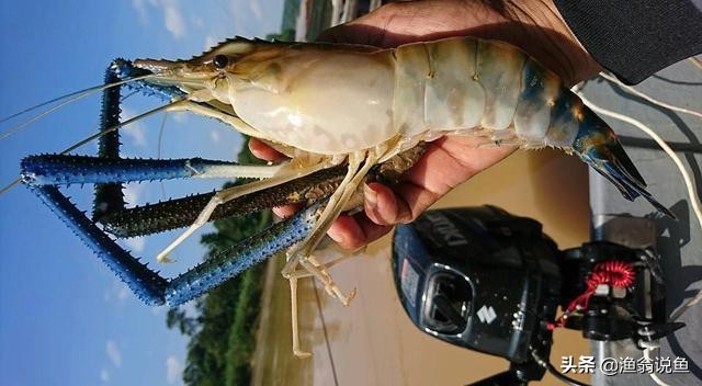 湄公河什么虾泛滥成灾,湄公河河虾为什么泛滥成灾了呢