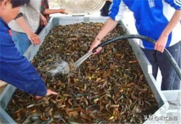 塘头价低至5元,卖一塘亏一塘,继续养更亏,市场却12元一斤