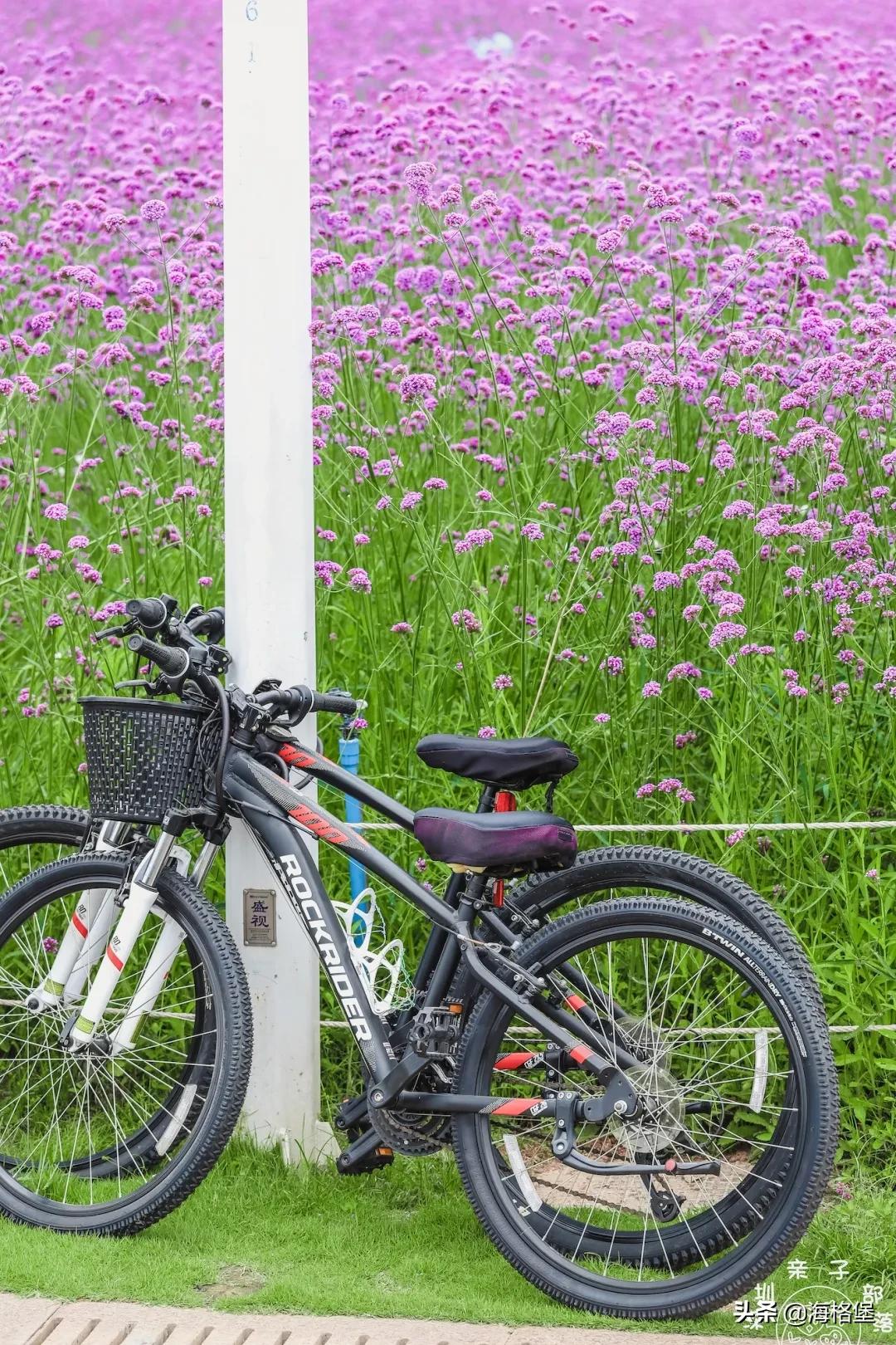 绱壊姊﹀够鑺辨捣鍏洯,娣卞湷鏅綏鏃烘柉2024绱壊鑺辨捣