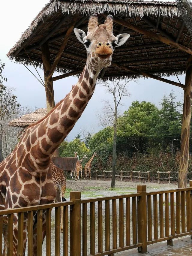 在上海迪士尼怎么玩比较快呢,在上海迪士尼玩一整天