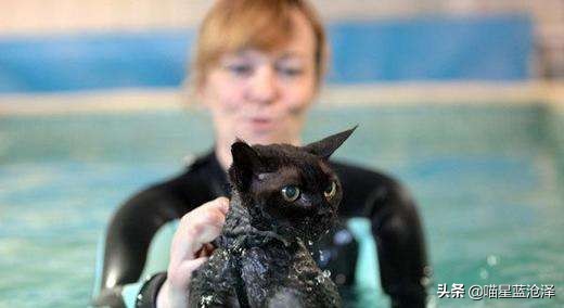 近来火热的宠物spa你知道吗？其实我们都错了，水疗是种医疗方式