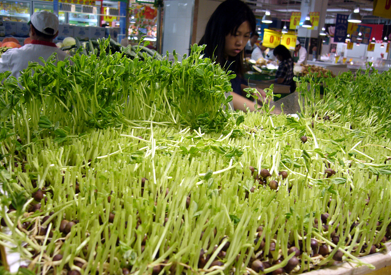 豌豆芽菜种植技术,豌豆芽培育