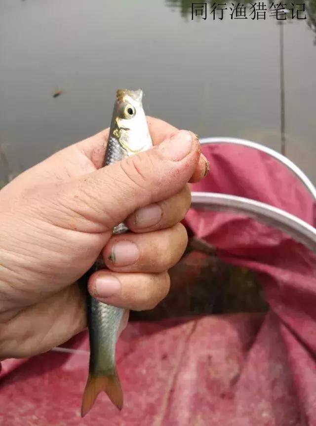 钓鱼记录2019,最新的钓鱼日记