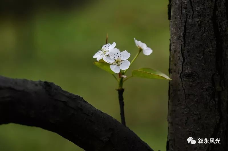千树万树梨花开风景欣赏,千树万树梨花开美景可以去哪欣赏