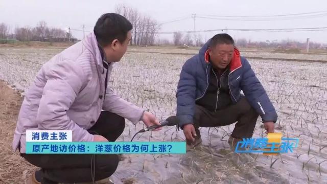 今日全国洋葱最新价格行情新闻,进口洋葱价格表