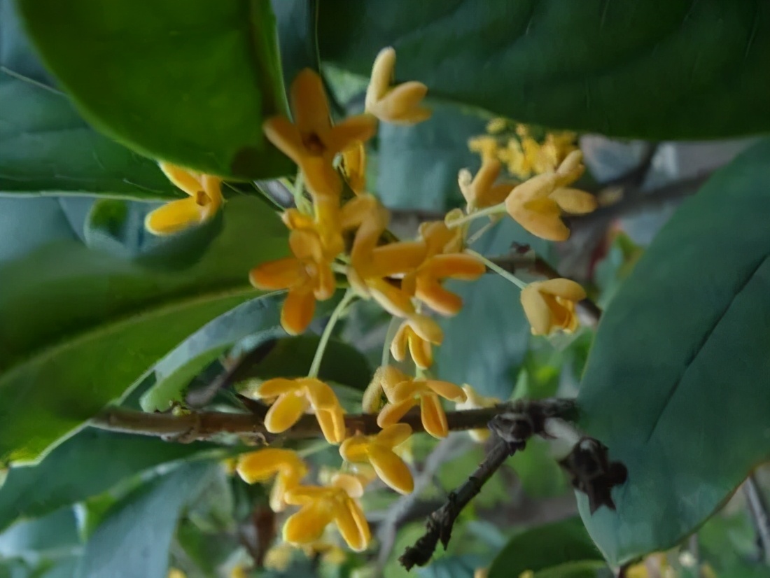 桂花发了好多新芽,桂花品种对比一览表