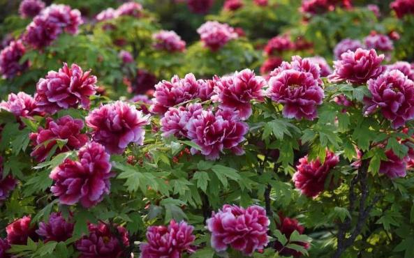 温泉灯光展,温泉灯光秀打卡点