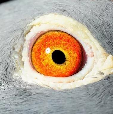 如何引进优秀的赛鸽,如何选拔优秀的鸽子