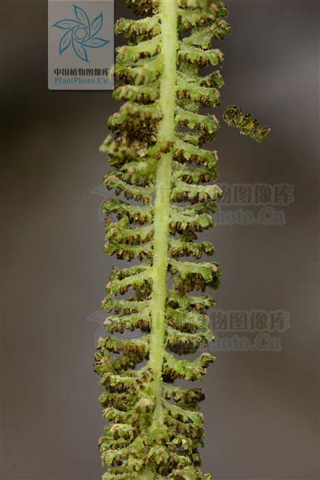 北方常见的楸花类树种,北方常用绿化植物