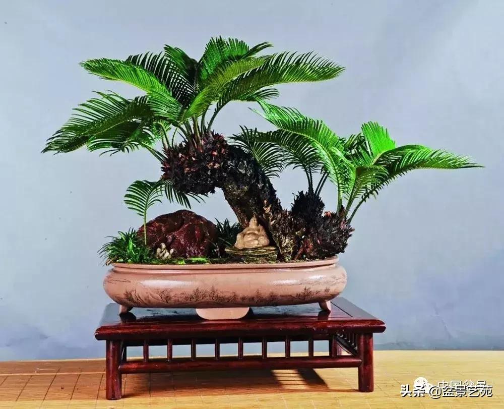 天生好养的36种盆景植物,什么植物盆景适合屋内养