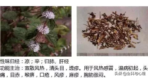 史上最全中草药图谱（附主治功效）（一）