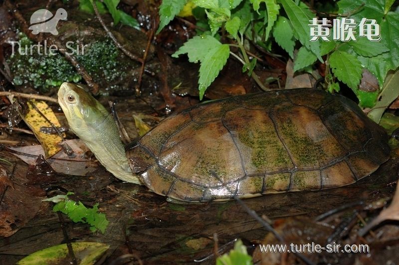 乌龟冬眠是几月份到几月份吃食物,乌龟冬眠之后眼睛睁不开了怎么办