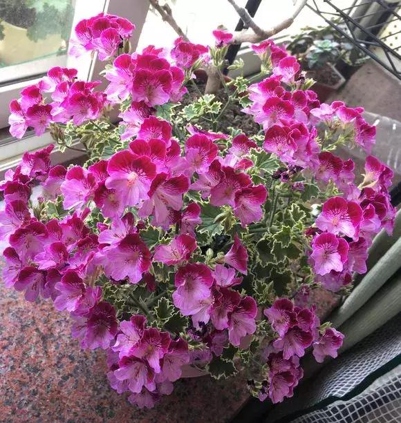 扦插的天竺葵黑腐了是什么原因,长寿花黑腐土壤怎么处理