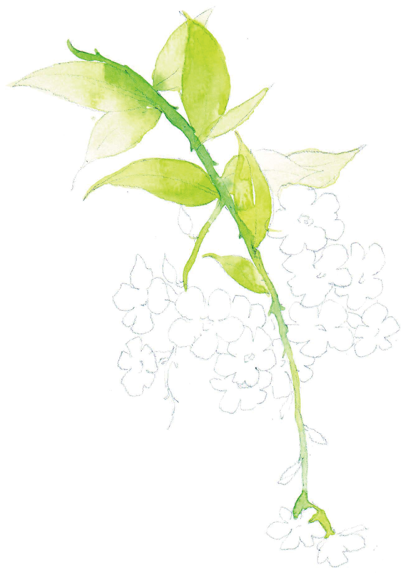 清爽又干净的水彩花卉手绘,学习水彩花卉画法步骤